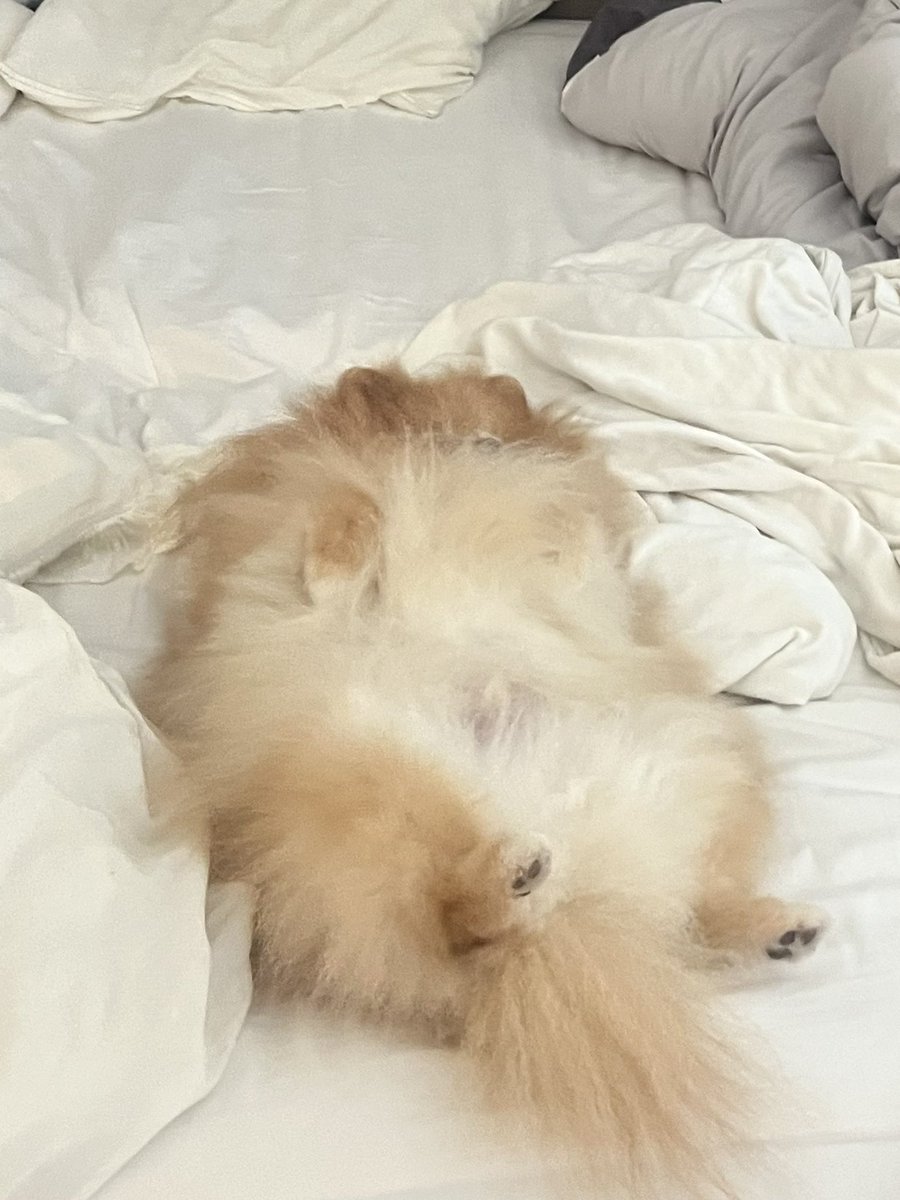 opomenokomugi's tweet photo. 退勤間際に大変申し訳ございません。

弊犬より、急ぎの依頼が入っております。
現在、おなかを出した状態で対応をお待ちしております。

お帰りのところ恐縮ではございますが、何卒ご対応のほどよろしくお願いいたします。 https://t.co/NG0RCXj3Ax