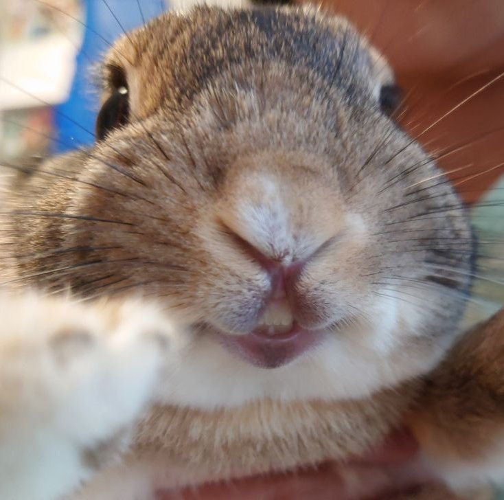 akwldrl252457's tweet photo. 내사랑 앞니 두 톨 오랜만이야!🐰🩷💚 https://t.co/klBPRzx0je