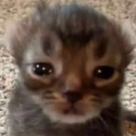 Gasparsaurus's tweet photo. @YappCat NOOOO https://t.co/UK2qqK4gZa