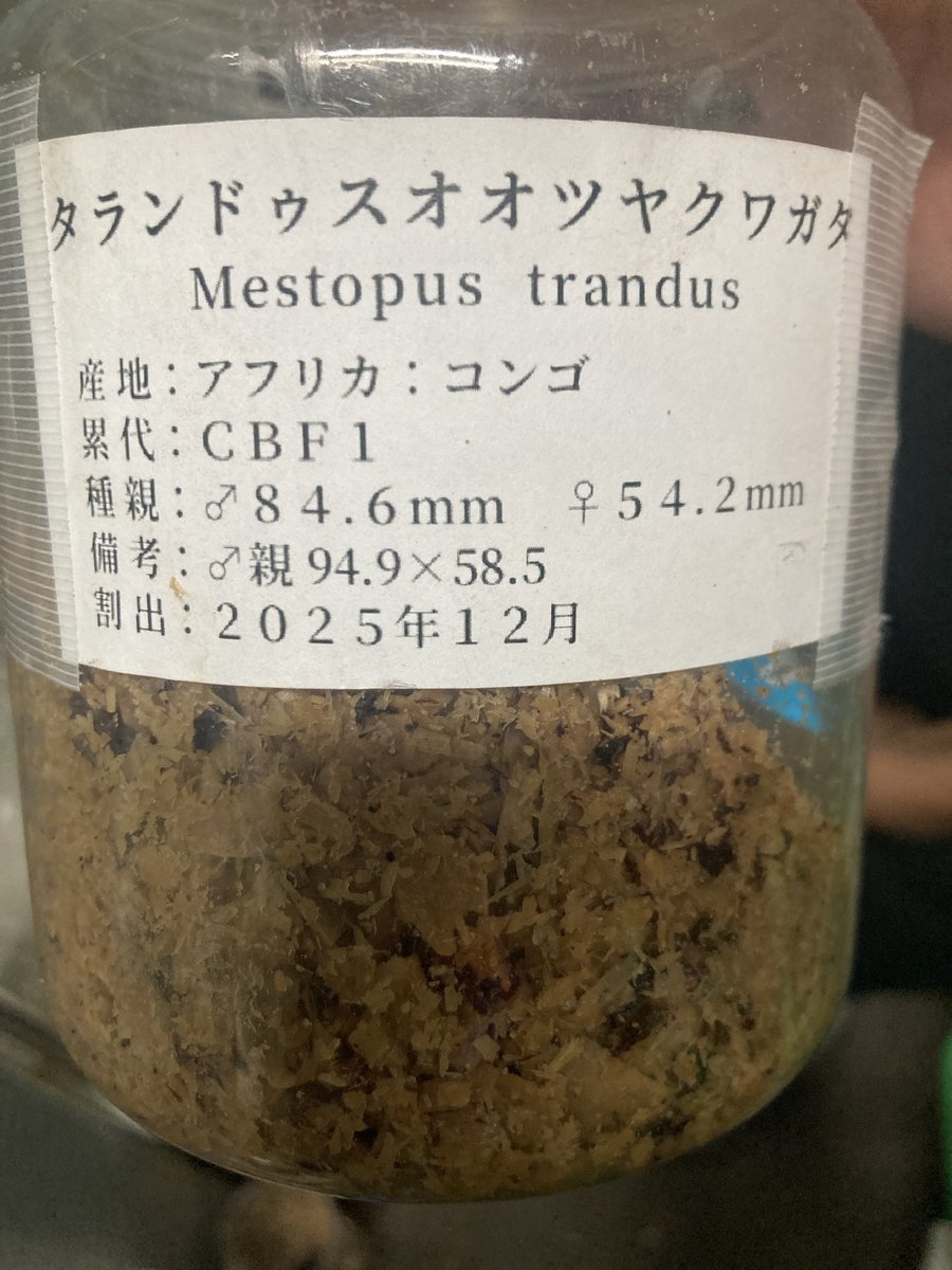 dexinasu's tweet photo. タランドゥスの悲劇。
クリアボトルも
おいしいおいしいと食べたりします。
😄 https://t.co/0BEJlb9uus