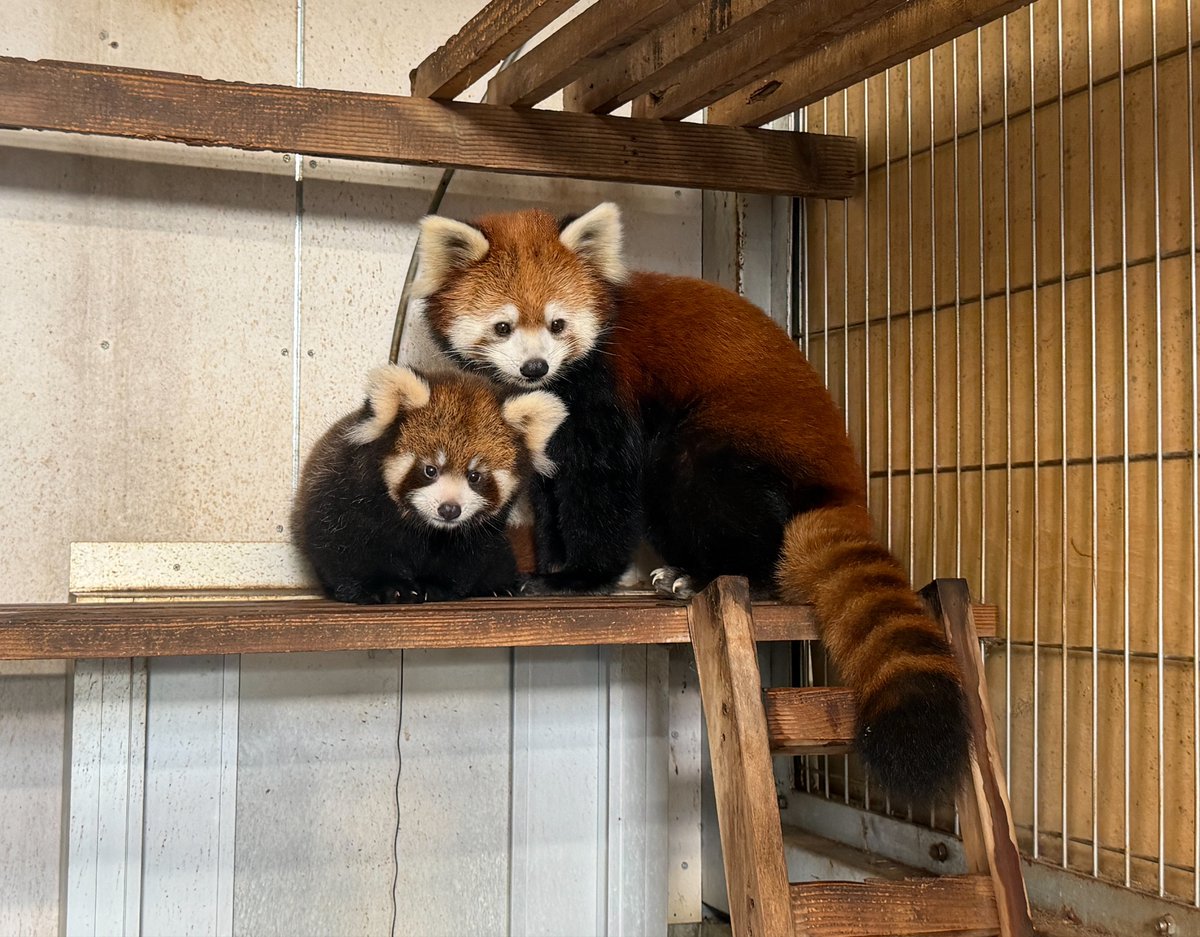 nishiyama_zoo's tweet photo. 【レッサーパンダの赤ちゃん情報】
自然哺育のかのこの仔。

どちらかというと慎重派でおとなしめかな？と思っていたのですが…なかなかの冒険家でした。

ママが食事をしているすきにハシゴをのぼり、いつもママが休んでいる場所へ。
登頂記念にママとツーショット撮影をした後… https://t.co/Ii0fBHY9C7