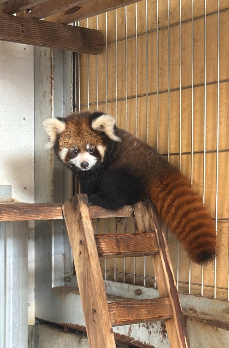 nishiyama_zoo's tweet photo. 【レッサーパンダの赤ちゃん情報】
自然哺育のかのこの仔。

どちらかというと慎重派でおとなしめかな？と思っていたのですが…なかなかの冒険家でした。

ママが食事をしているすきにハシゴをのぼり、いつもママが休んでいる場所へ。
登頂記念にママとツーショット撮影をした後… https://t.co/Ii0fBHY9C7