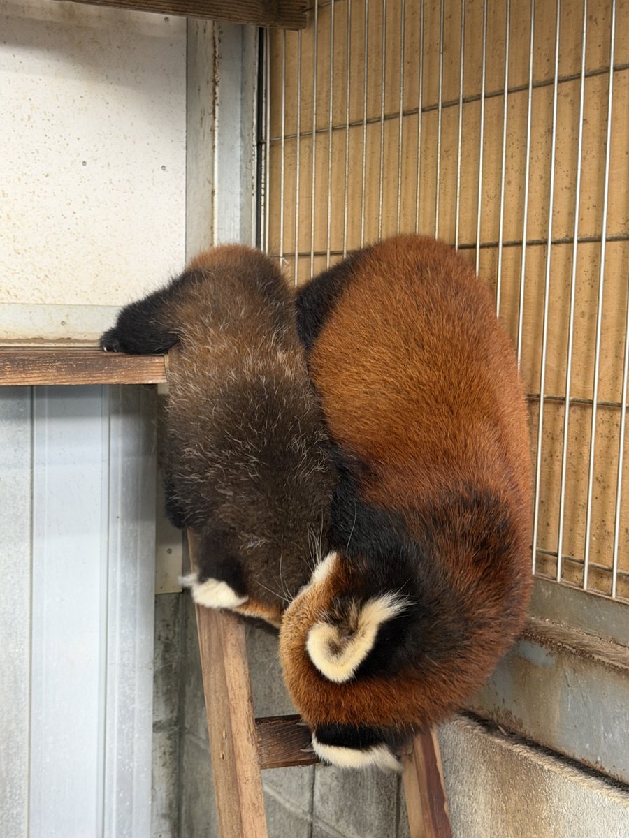 nishiyama_zoo tweet picture