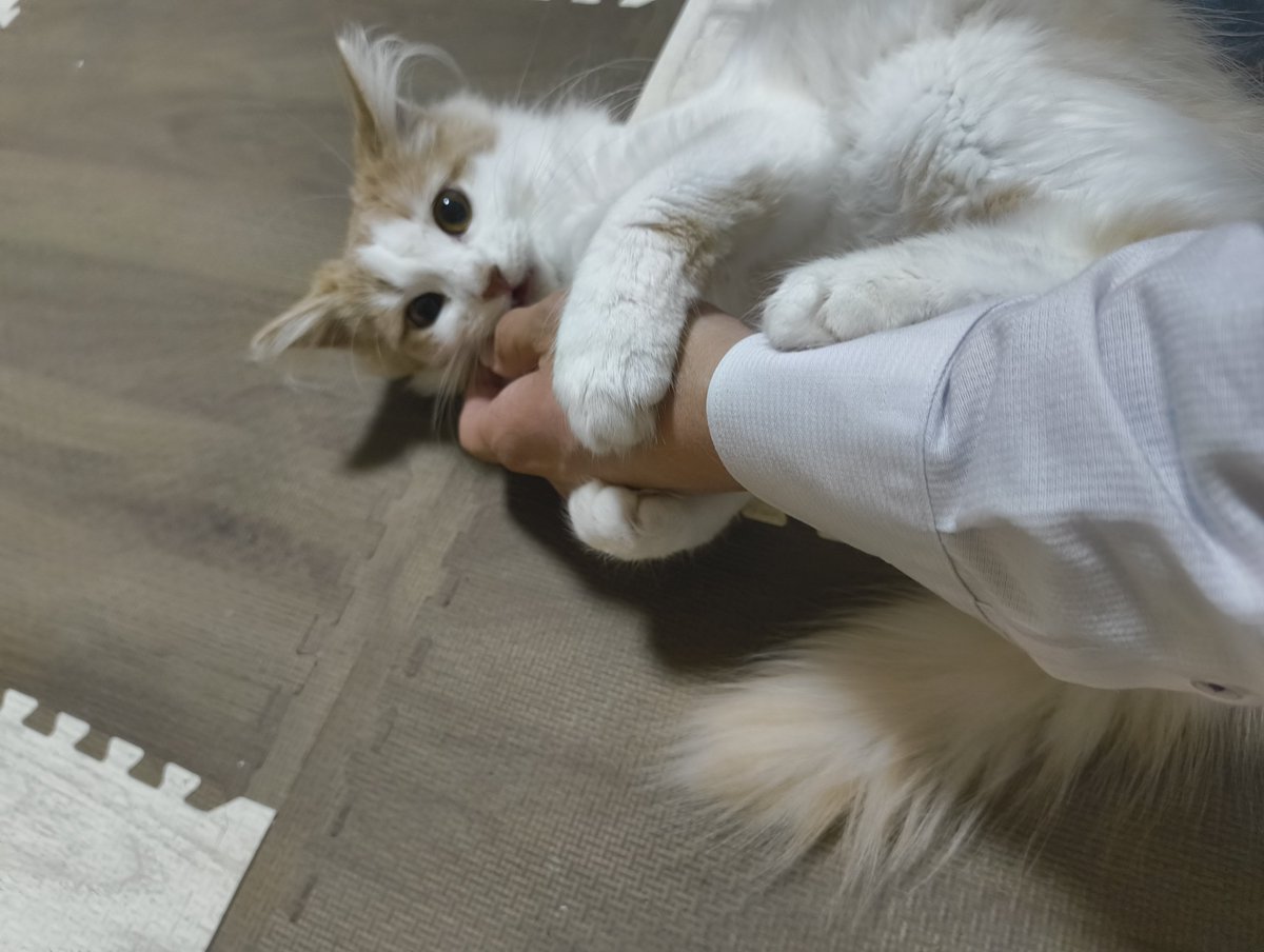 ebi_factory's tweet photo. @saber_exir ねこいいぞねこ https://t.co/CP8yPWQzU9