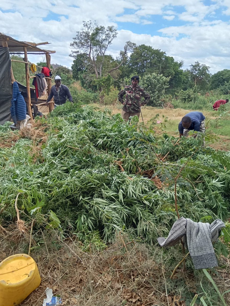 DCI_Kenya's tweet photo. 𝗦𝗛𝟲𝟬𝗠 𝗕𝗛𝗔𝗡𝗚 𝗣𝗟𝗔𝗡𝗧𝗔𝗧𝗜𝗢𝗡 𝗗𝗜𝗦𝗖𝗢𝗩𝗘𝗥𝗘𝗗 𝗜𝗡 𝗠𝗪𝗜𝗡𝗚𝗜 𝗡𝗔𝗥𝗖𝗢𝗧𝗜𝗖𝗦 𝗖𝗥𝗔𝗖𝗞𝗗𝗢𝗪𝗡

In a meticulously coordinated security operation in Mwingi Central, law enforcement agencies have unearthed a vast bhang plantation hidden among food crops along the Tana River in Kiomo Kyethani ward. 

Acting on credible intelligence, a team comprising officers from the National Police Service (NPS) and National Government Administration Officers (NGAO) swooped down on a river delta in Kakongo Village, Kairungu Location. 

There, they stumbled upon a sprawling bhang plantation stretching across approximately three acres. The illicit crop was cleverly interspersed with assorted food crops in an apparent attempt to keep it under the radar.

With the help of members of the public, the officers swiftly uprooted the bhang and later transported it to Mwingi Police Station, where it was weighed and found to be tipping the scales at 2,000 kilograms of bhang, with an estimated street value of Sh60 million.

The operation also revealed a cache of equipment believed to be used in the cultivation and maintenance of the illegal plantation. Among the recovered items were seven solar panels, six jembes, four pangas, two weighing scales, two fork jembes, two hacksaws, a solar control unit, assorted solar accessories, five petrol-operated water-pump generators, and 30 kilograms of CAN fertiliser, among other tools of the trade.

Additionally, assorted personal documents suspected to belong to the cultivators were found at the scene. However, the suspects seemed to have sensed the looming threat and slipped away before they could be apprehended, leaving behind their clandestine operation in disarray.

Investigations into this large-scale cultivation are ongoing, with detectives from the National Anti-Narcotics Investigations Bureau (NANIB) in Mwingi Central diligently pursuing leads to trail down the masterminds behind this extensive narcotics network. 

The National Police Service (NPS) remains steadfast in its mission to disrupt the cultivation, trafficking, and distribution of narcotic drugs through intelligence-led crackdowns and urges the public to continue sharing actionable information that can help expose and dismantle these criminal enterprises. 

#FichuaKwaDCI. Call 0800 722 203 (Toll-free) or WhatsApp at 0709 570 000 to report anonymously. Usiogope!
