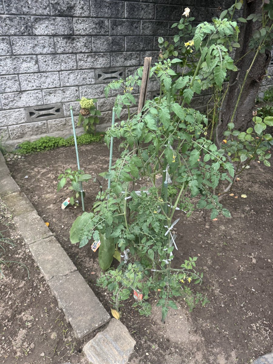 punchuber's tweet photo. 雨続きでやっと晴れた2日間！
最近のぷんちょこファーム🧑‍🌾🐭🍆
茄子🍆はまた実がなって、トマトは背が高くなってお花を咲かせていまちゅ🍅
空芯菜は2回目の収穫ができて豊作でちゅ❣️

自分で育てたお野菜は格別なんでちゅな〜

#家庭菜園
#空芯菜
#秋茄子
#トマト https://t.co/qn9PPK7YJi