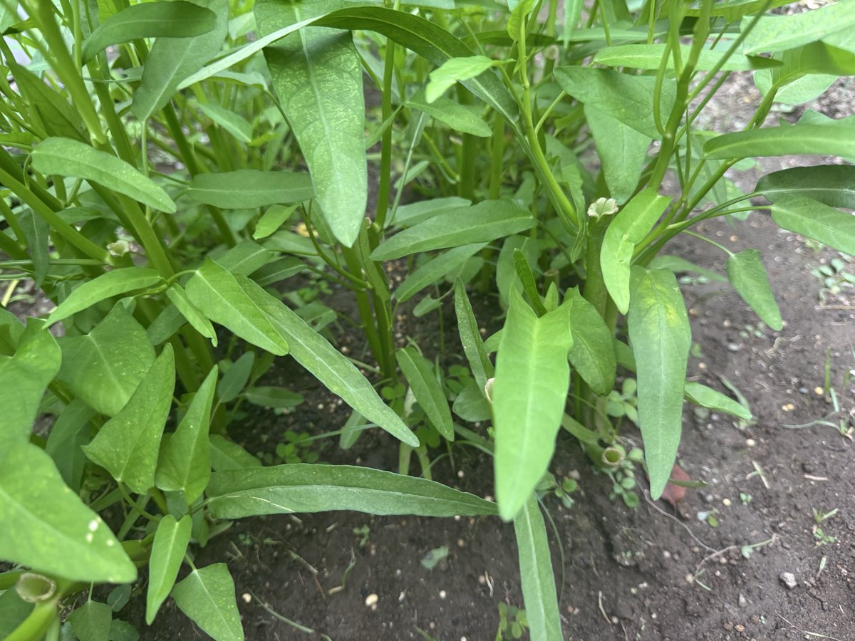 punchuber's tweet photo. 雨続きでやっと晴れた2日間！
最近のぷんちょこファーム🧑‍🌾🐭🍆
茄子🍆はまた実がなって、トマトは背が高くなってお花を咲かせていまちゅ🍅
空芯菜は2回目の収穫ができて豊作でちゅ❣️

自分で育てたお野菜は格別なんでちゅな〜

#家庭菜園
#空芯菜
#秋茄子
#トマト https://t.co/qn9PPK7YJi