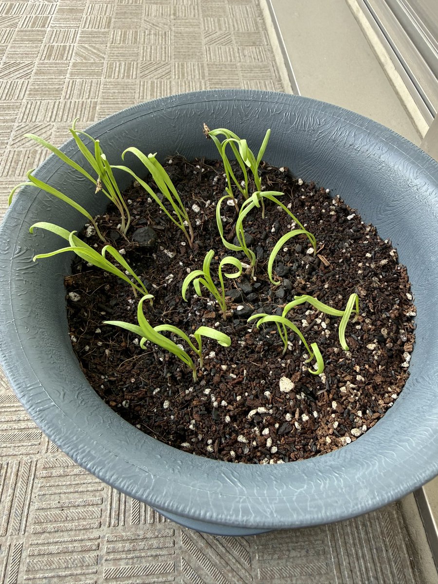 nknk_everyday's tweet photo. ほうれん草7日目🌱

��しずつのびてきた？ https://t.co/cjH02gYv1o
