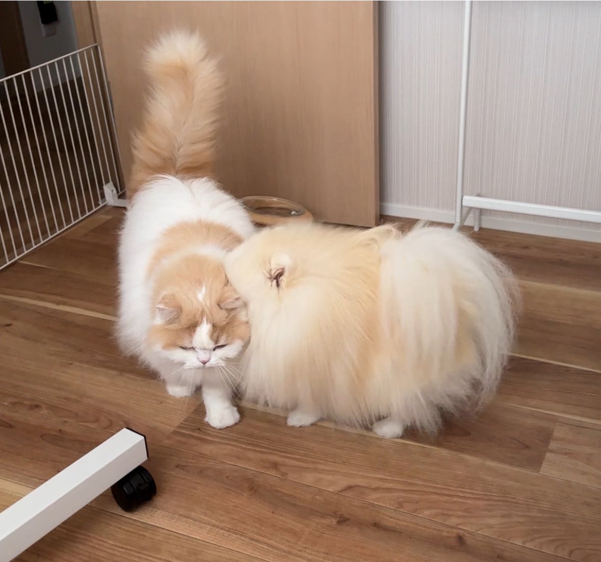 Lemon0517ch's tweet photo. 猫吸い大好きなうちの犬🐶 https://t.co/6bNdpTRjDP