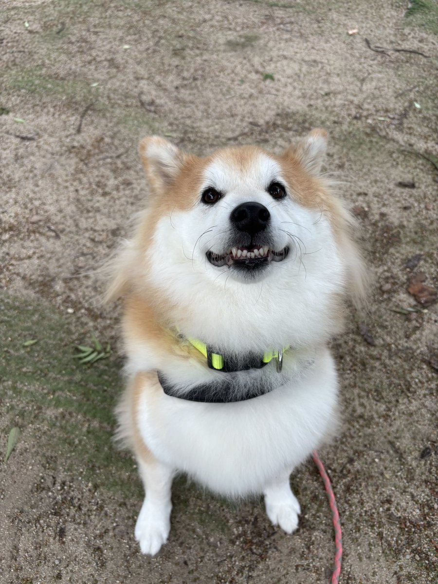 ageagepayapaya's tweet photo. くれるんか！？はよくれよぉおの顔😃
#柴犬 https://t.co/IQGDc196Sw