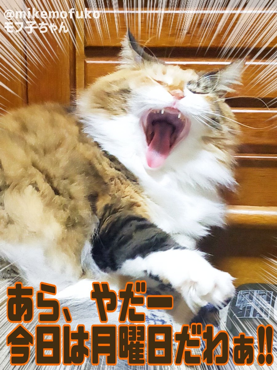 mikemofuko's tweet photo. 飼い主ー!! 暑いよー!! クーラーつけてー!!!😿 #猫のいるしあわせ #猫好きさんと繋がりたい
今日は久々に晴れて夏日になりました💦 https://t.co/vOG57B0Pu7