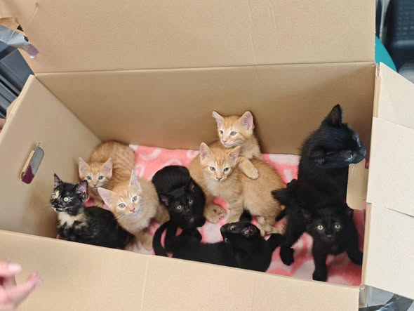 yolandaschultes's tweet photo. Wiehl · Morkepütz · 51674
Kitten am Waldrand, im Karton ausgesetzt
Kopie Tierheim Koppelweide
Unfassbar traurig... Ausgesetzt am Waldrand!
Wir sind fassungslos und unendlich traurig. Am heutigen Nachmittag, dem 10.09.2026, hat uns eine Nachricht erreicht, die uns das Herz bricht.
Gegen 15:15 Uhr wurden an einem Waldrand in der Nähe von Morkepütz in Richtung Marienhagen ein Karton gefunden. Der Inhalt? Kein Müll, kein Unrat – sondern lebendige, hilflose Wesen.
Jemand hat dort einfach 9 kleine Kitten, in einem Karton feige ausgesetzt und ihrem Schicksal überlassen. 
Neun winzige Katzenkinder, die ohne menschliche Hilfe absolut chancenlos gewesen wären. Warum tut man so etwas?
Warum zeigt man so wenig Herz und Verantwortung?
Es ist für uns einfach unbegreiflich, wie man so unschuldige Seelen wie Abfall entsorgen kann.
Gott sei Dank wurden die Kleinen rechtzeitig von aufmerksamen Menschen gefunden und zu uns ins Tierheim gebracht. Sie werden nun von uns erst versorgt
-Bitte noch keine Vermittlungs Anfragen!-
WIR BRAUCHEN EURE HILFE – BITTE TEILEN! 
Habt ihr am Vormittag bis Mittag  des 10.09.2026 im Bereich des Waldrands Morkepütz Richtung Marienhagen verdächtige Personen oder Fahrzeuge beobachtet?
Kennt jemand jemanden, dessen Katze vor Kurzem Nachwuchs hatte, von dem nun jede Spur fehlt?
Hinweise nehmen wir absolut vertraulich entgegen.
Bitte teilt diesen Beitrag, damit die Geschichte der 9 Kitten gehört wird und wir vielleicht herausfinden, wer ihnen das angetan hat.
Danke an den Finder, der nicht weggesehen hat!
+49 2262 970197
team@tierheim-koppelweide.de