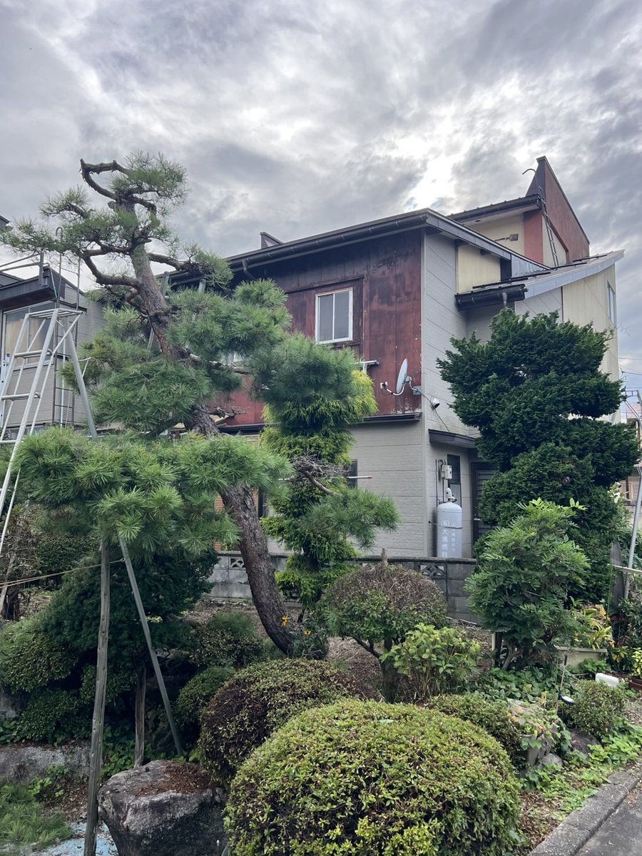 SAITOZOUEN's tweet photo. 今日も引き続き剪定作業🙂
よくよく調べたら、前回剪定したのが5年前😳
樹木の下の方はご自身でチョキチョキしてたのこと✂️ 上の方は化け物状態💦
出来る限りのことは完了しました👍
今日も一日お疲れ様でした😉
#赤松剪定
#チャボヒバ剪定
#イトヒバ剪定 https://t.co/C9CW0Cunj8