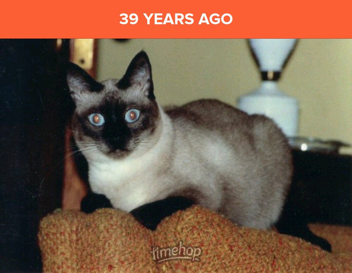 DBFrisk2001's tweet photo. 1987, in the first floor front bedroom of my parents' old house. Their cats, Taffy and Max, happened to be hanging out in there. Taffy is in all three photos. She must have been in a playful or ornery mood, as it appeared that she had Max pinned on his back, in the last photo! 😂 https://t.co/awWscGOuEn
