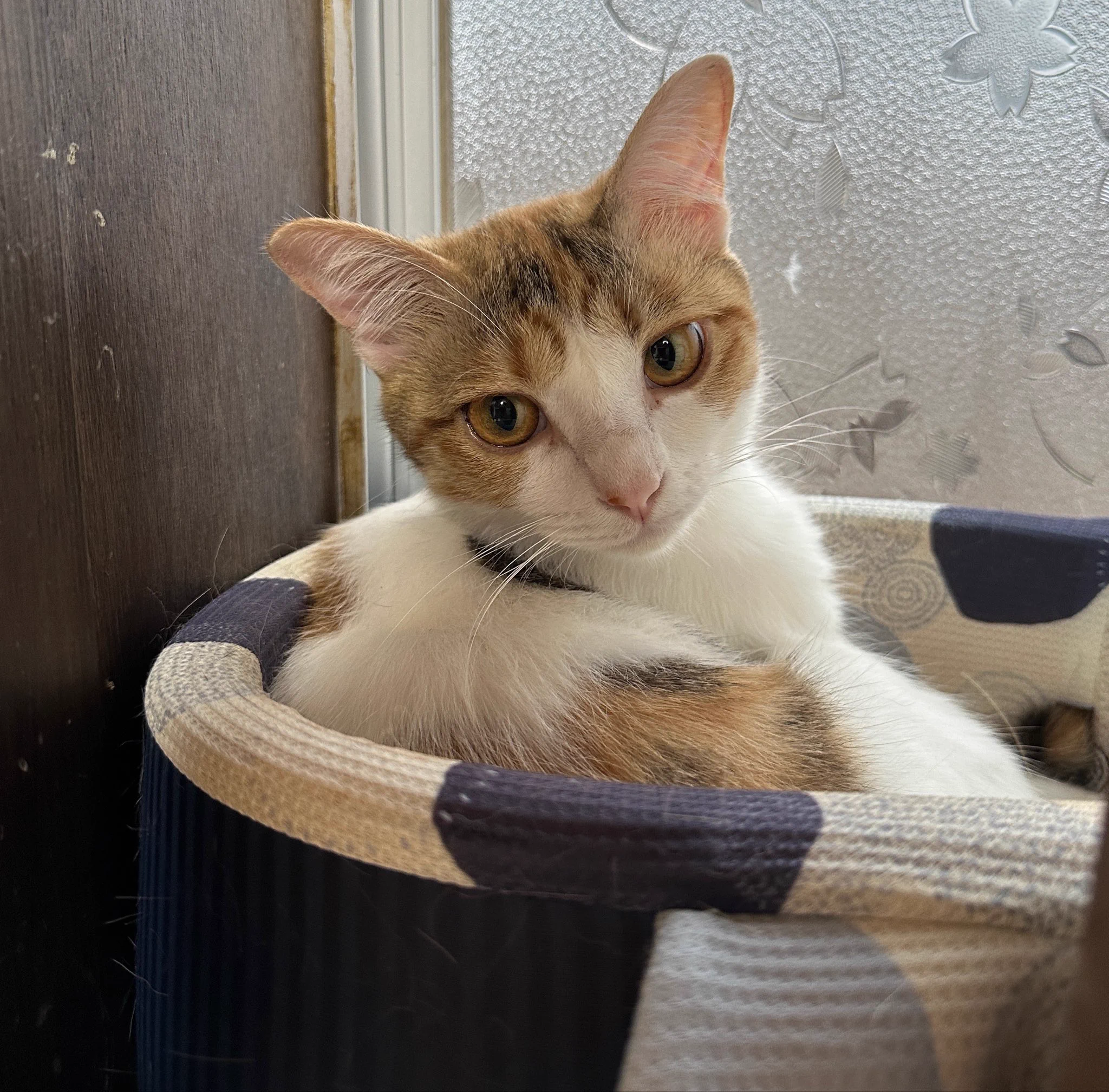 猫大好き22世 もるきち on X: 