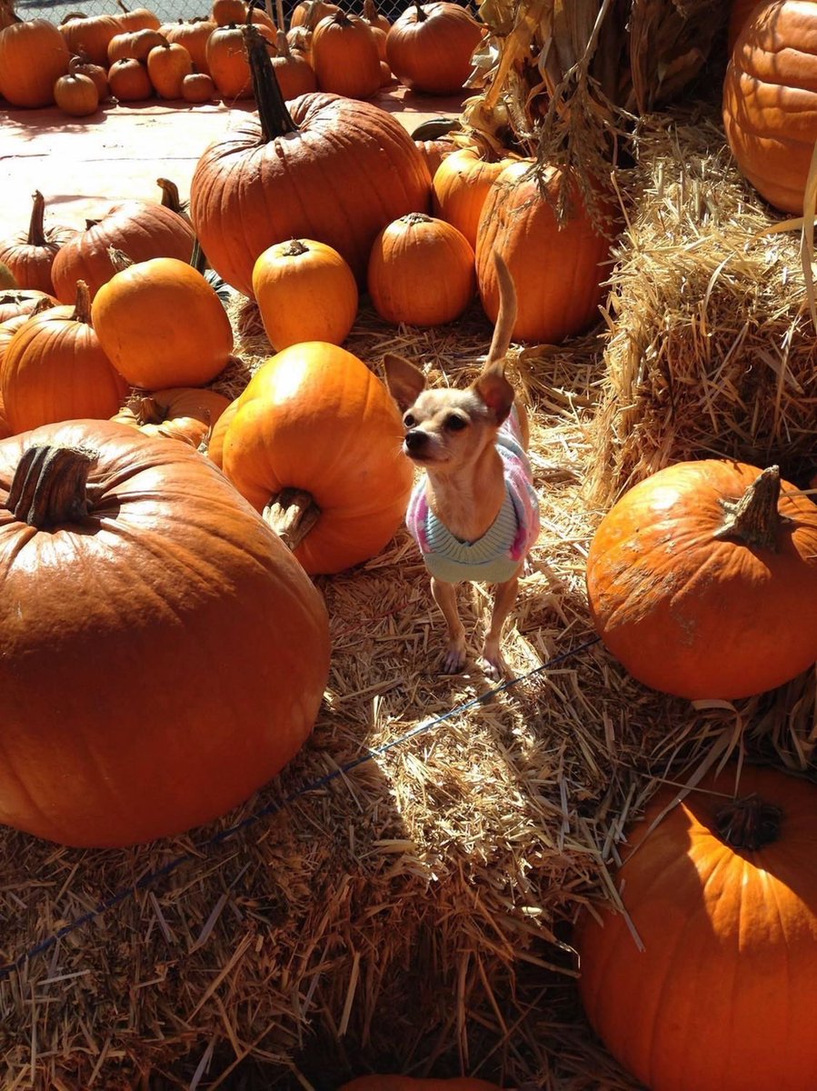 katiealli's tweet photo. Jelly wore her sweater at this pumpkin patch. https://t.co/0Canwviz9D