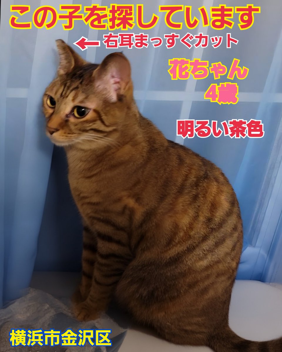 squirrelemi's tweet photo. 猫を探しています。花ちゃん4歳。麦わら猫または茶系のキジトラ。明るい茶色で右耳がまっすぐカット（V字のサクラカットではなく）2024年4月11日横浜市金沢区富岡東の自宅から私の不注意で外に出てしまい迷子のままです。
#猫を探しています
#拡散希望ＲＴお願い致します 
#横浜市金沢区 https://t.co/L9cLfhgY0d