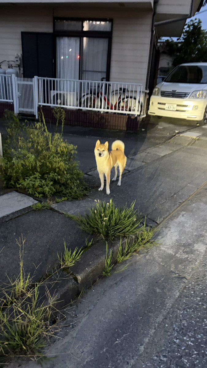 hi_chan2525h's tweet photo. 【拡散希望】
東京都あきる野市瀬戸岡で迷い犬を発見しました。
首輪なしの柴犬かと思われます
近寄りましたが、警戒心が強く走って逃げてしまいました。
近くに大通りと、高速入口があるので心配です
飼い主さん見つかりますように
#迷い犬 #柴犬 #東京都あきる野市 #拡散希望 https://t.co/PXFJ3hHqb9