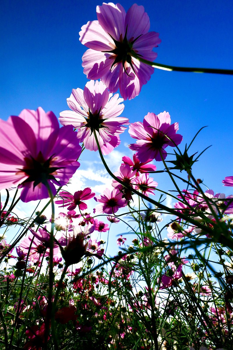 junpeiDX1's tweet photo. 9月14日 秋桜の日って事で！ https://t.co/piwJAzVIiO
