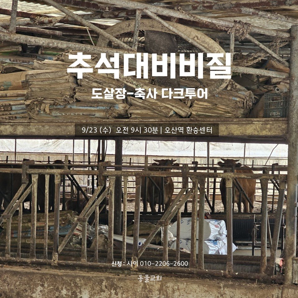 animalmoim's tweet photo. 학살은 선물세트가 될 수 없습니다.
명절이라는 이름으로 대상화되는 폭력과 죽음 앞에서, 애도하며 소비의 위계를 마주합니다.
도살장과 인근의 축사를 찾아 걷습니다.

시간 : 2026. 9. 23. (수) 오전 9시 30분
장소 : 오산역 환승센터
신청/문의 : 사이 010-2206-2600

동물교회 https://t.co/ujqRdgvnzd
