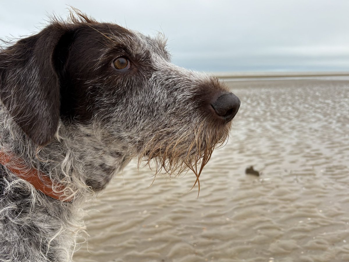 HayhurstBoo's tweet photo. I see a new week #dog #beach #love #beachhair #mondaymotivation #dogsoftwitter https://t.co/zs2GLykT5V
