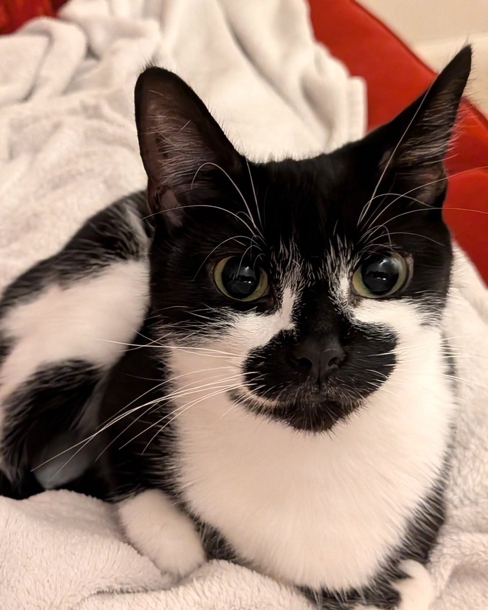 Battersea_'s tweet photo. Interrupting your doom-scrolling with a photo of our lovely Tinkerbell! Give her a like if you agree she's gorgeous and deserves the best home. 💙

Learn more about Tinkerbell on our website: https://t.co/nEpyCeByi3 https://t.co/1Ji60Tqe93