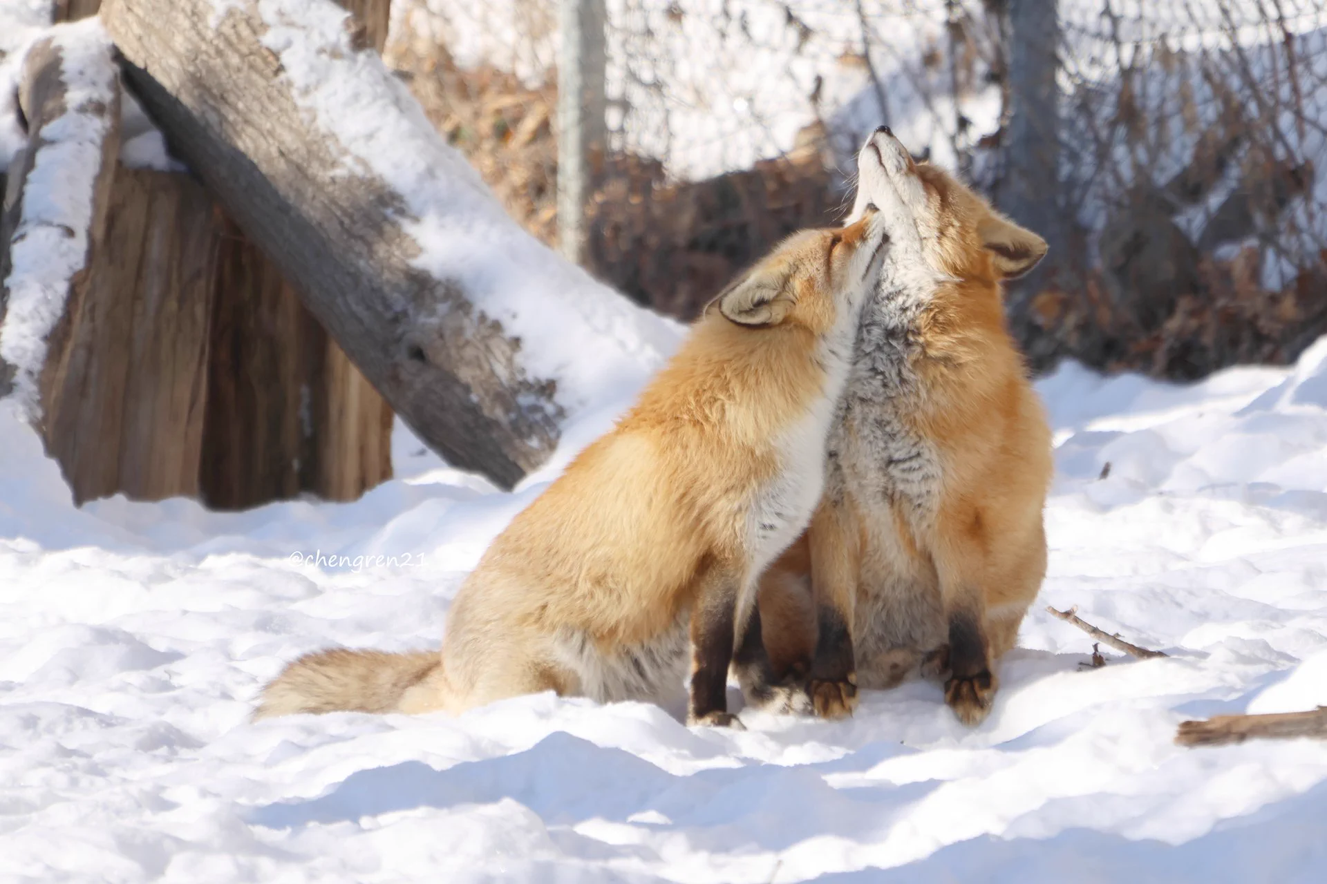Cheng-Ren🦊🐺11/8狐オンリー青01 (@chengren21) / X