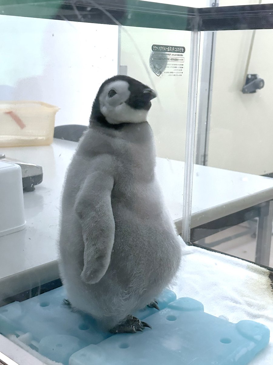 trmrmeer's tweet photo. 2025.11.08

初めてよよちゃんに会った日🐧🎀

#ぎゅーっとよよちゃん https://t.co/erj9qBLmmg