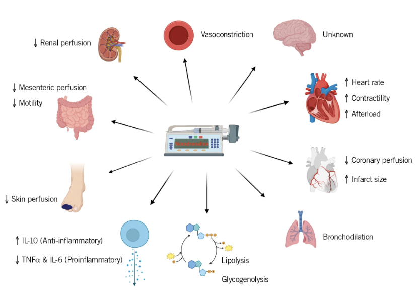 EuroInterventio's tweet photo. What is the optimal blood pressure target in AMI-related cardiogenic shock?

The randomised NORshock trial will compare a permissive hypotension strategy (MAP 55 mmHg) with standard noradrenaline-mediated MAP targets (≥65 mmHg), assessing whether reduced vasopressor use can improve clinical outcomes.

https://t.co/DRRLm752Rs 

@Margriet_Bogerd @shock_doc2015 @CHassager @KSjauw @joyland2704 @ICUDocAP
