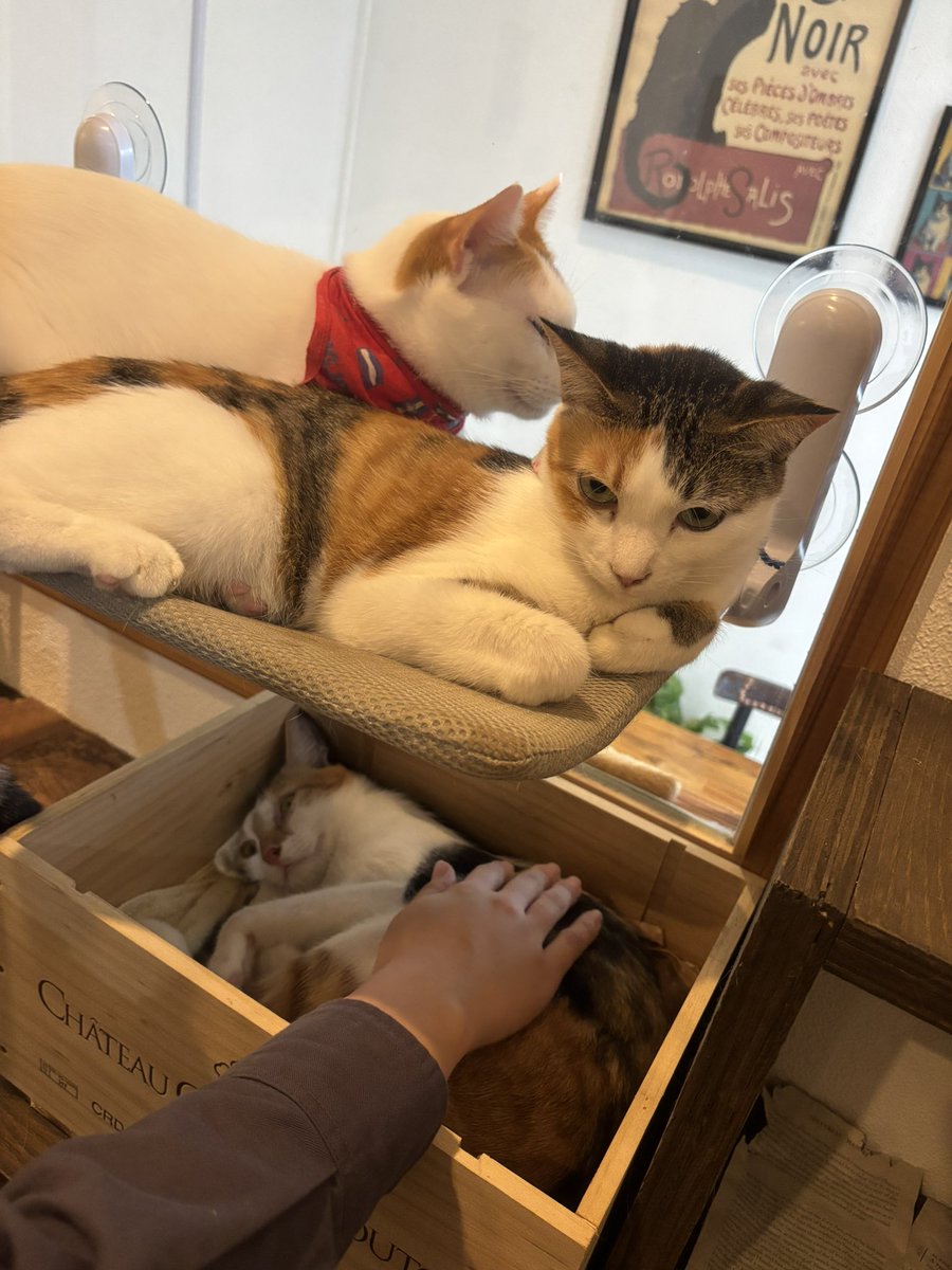 kitayo_ratami's tweet photo. 香川旅行記✈️#2
本日は目がイッちゃってる猫さんをお届け https://t.co/kOkKDEwvj1