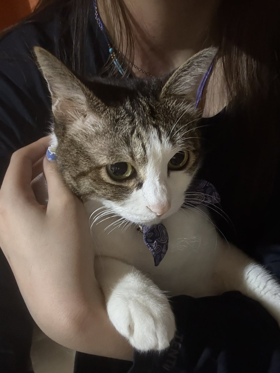 stc_riko's tweet photo. 数日長崎に帰ってました
猫でたくさん充電した！ https://t.co/orHwIqL20O