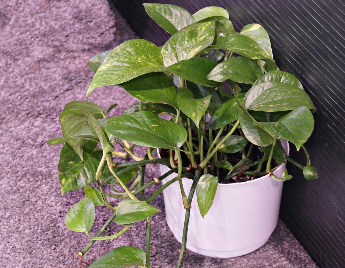 GildedCageBird's tweet photo. Pro tip for your pothos! Keep its leaves dust-free with a soft damp cloth weekly—your plant will breathe better and grow fuller. ， https://t.co/Tyb1HvjKNF