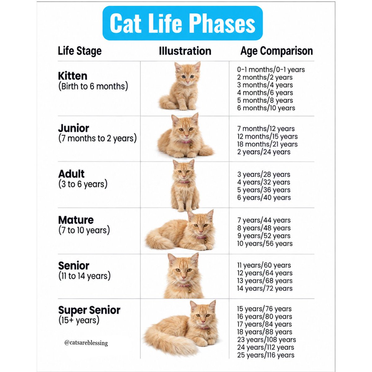 catsareblessing's tweet photo. 🐱❤️ https://t.co/RtIo4VTmWy