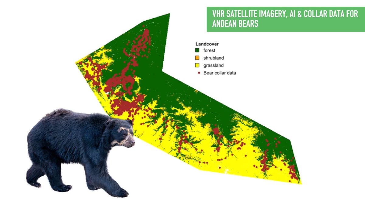 Connected_Cons's tweet photo. 🐻 Where do elusive Andean bears roam, and why?
With support from CCF’s geospatial analysis + @AirbusFdn 30cm Pléiades Neo imagery + thousands of GPS locations, @amazonacca is revealing how bears use Peru’s Manu Biosphere Reserve, turning data into insight
https://t.co/O5Bo6ibUxj https://t.co/3hZoyszoO7