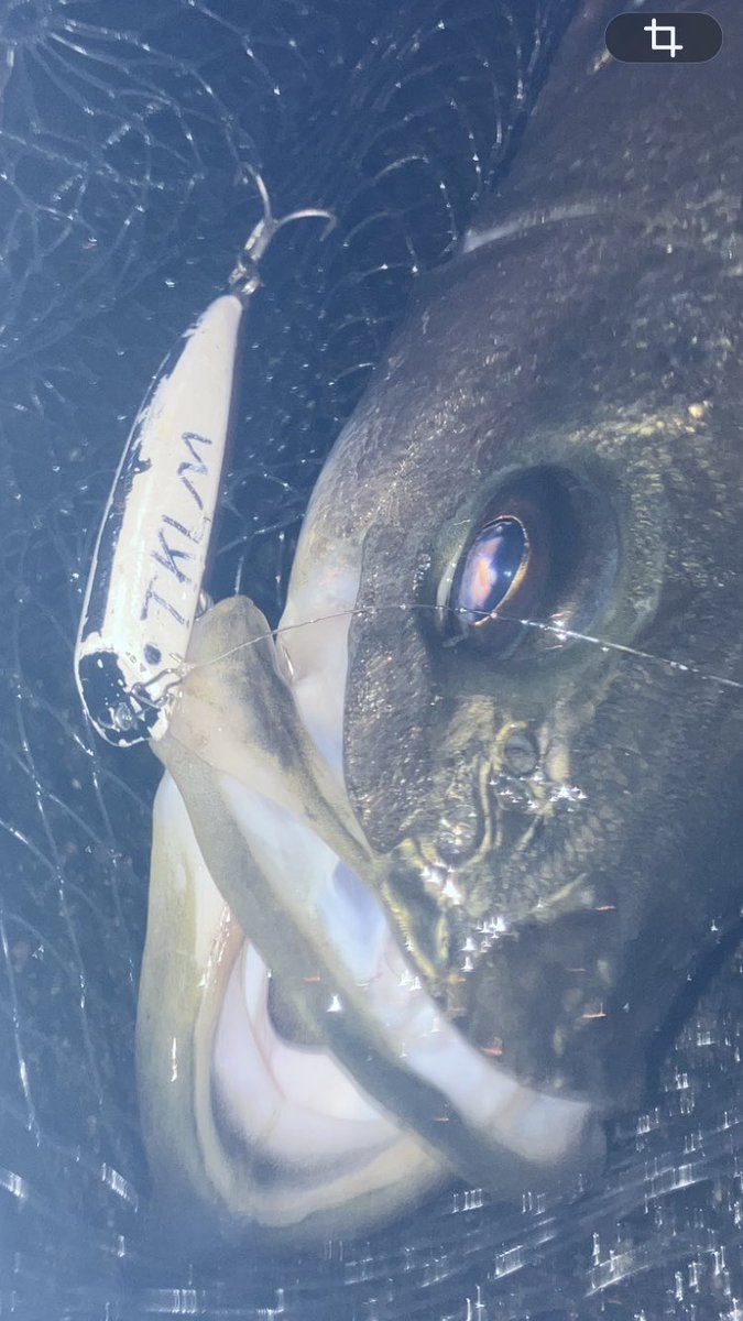 joma_fisher's tweet photo. ボイル音えぐ笑
良い体高の73cm🐟

#TKLM https://t.co/CstWt9NF6W