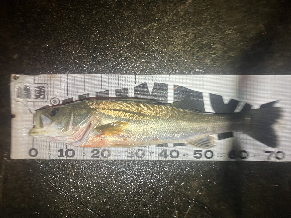 joma_fisher's tweet photo. ボイル音えぐ笑
良い体高の73cm🐟

#TKLM https://t.co/CstWt9NF6W
