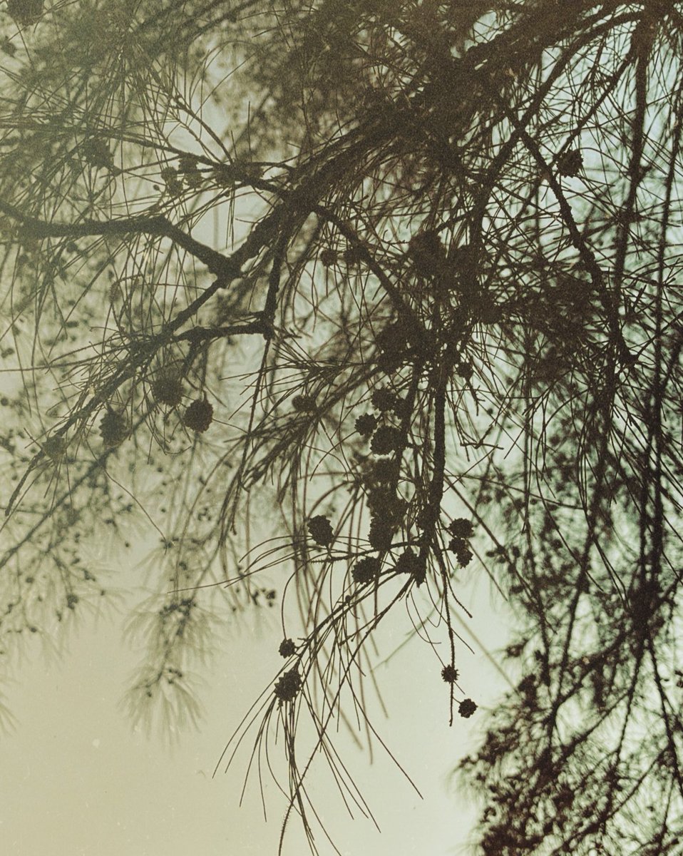 whatJoSaw's tweet photo. i hope the trees know i notice them https://t.co/pQTcRt2pQt