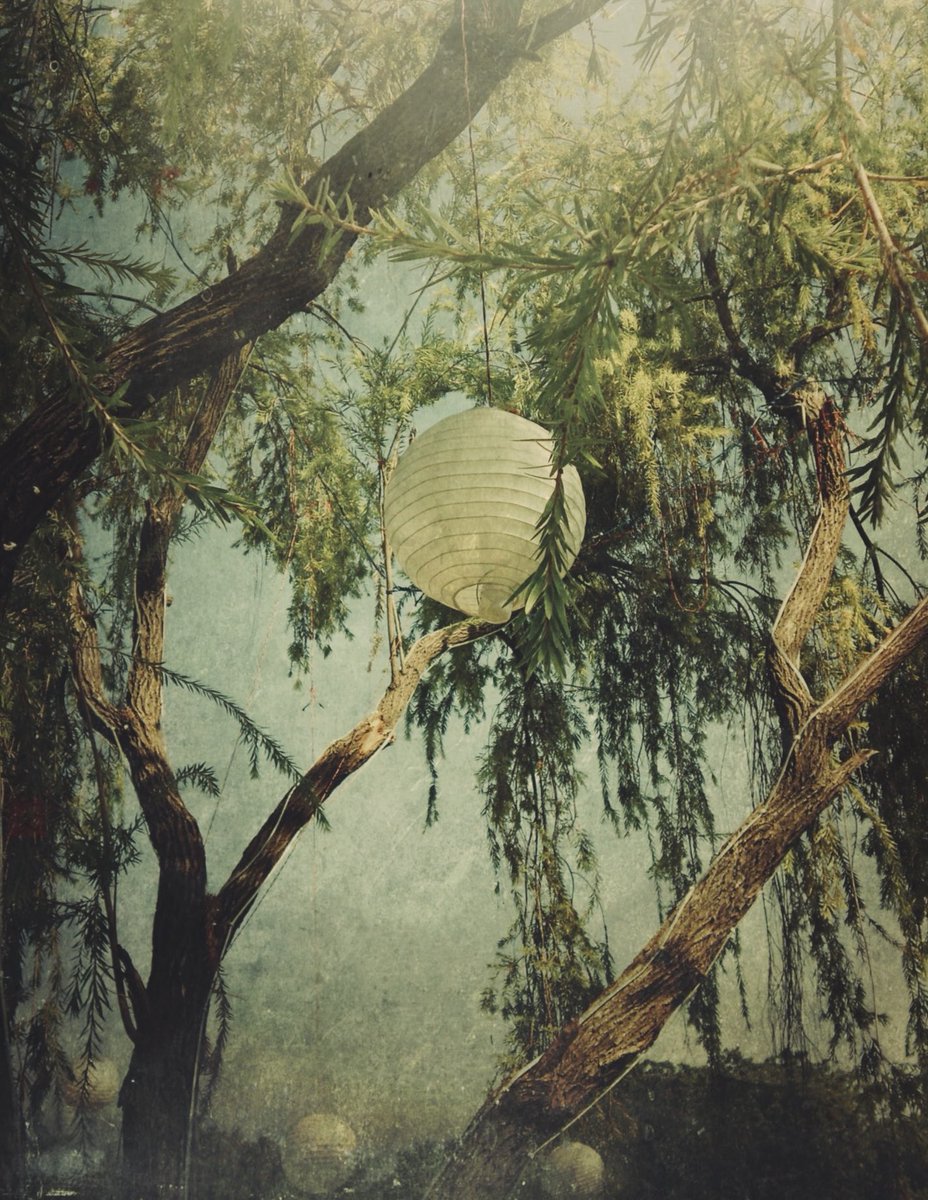 whatJoSaw's tweet photo. i hope the trees know i notice them https://t.co/pQTcRt2pQt