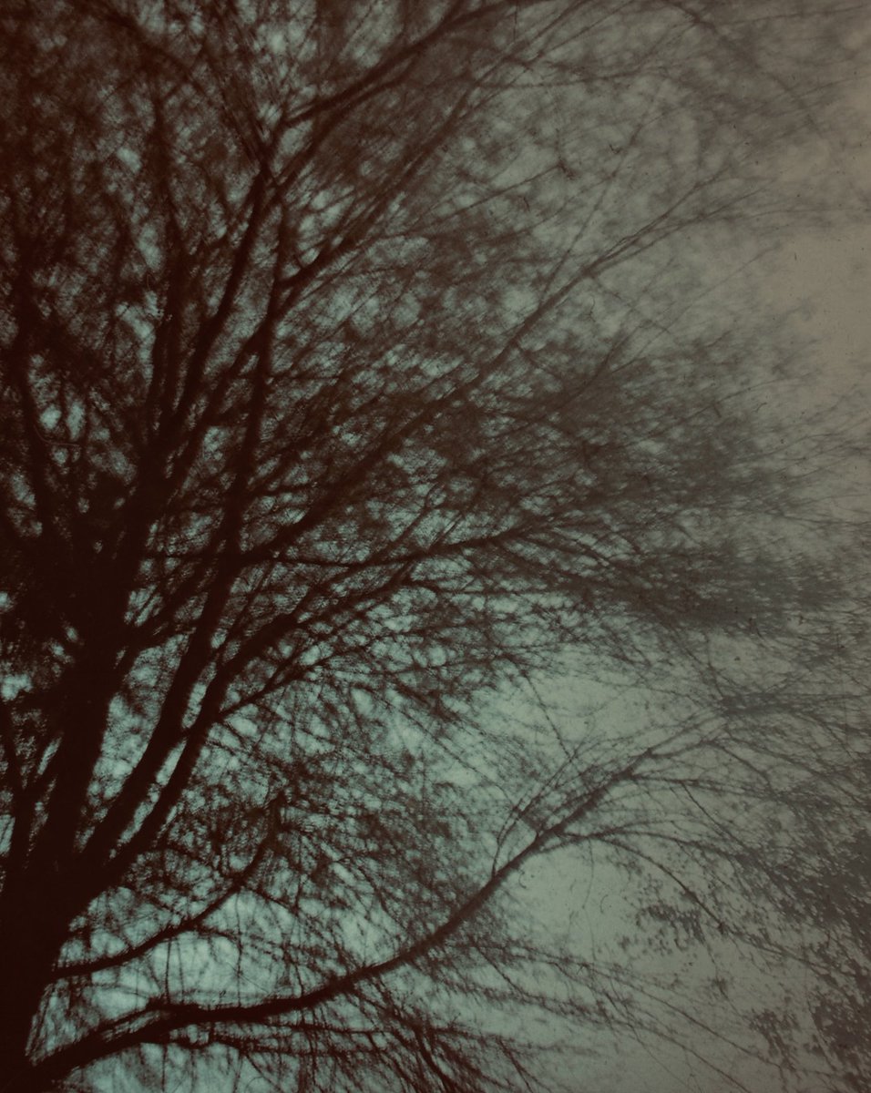 whatJoSaw's tweet photo. i hope the trees know i notice them https://t.co/pQTcRt2pQt