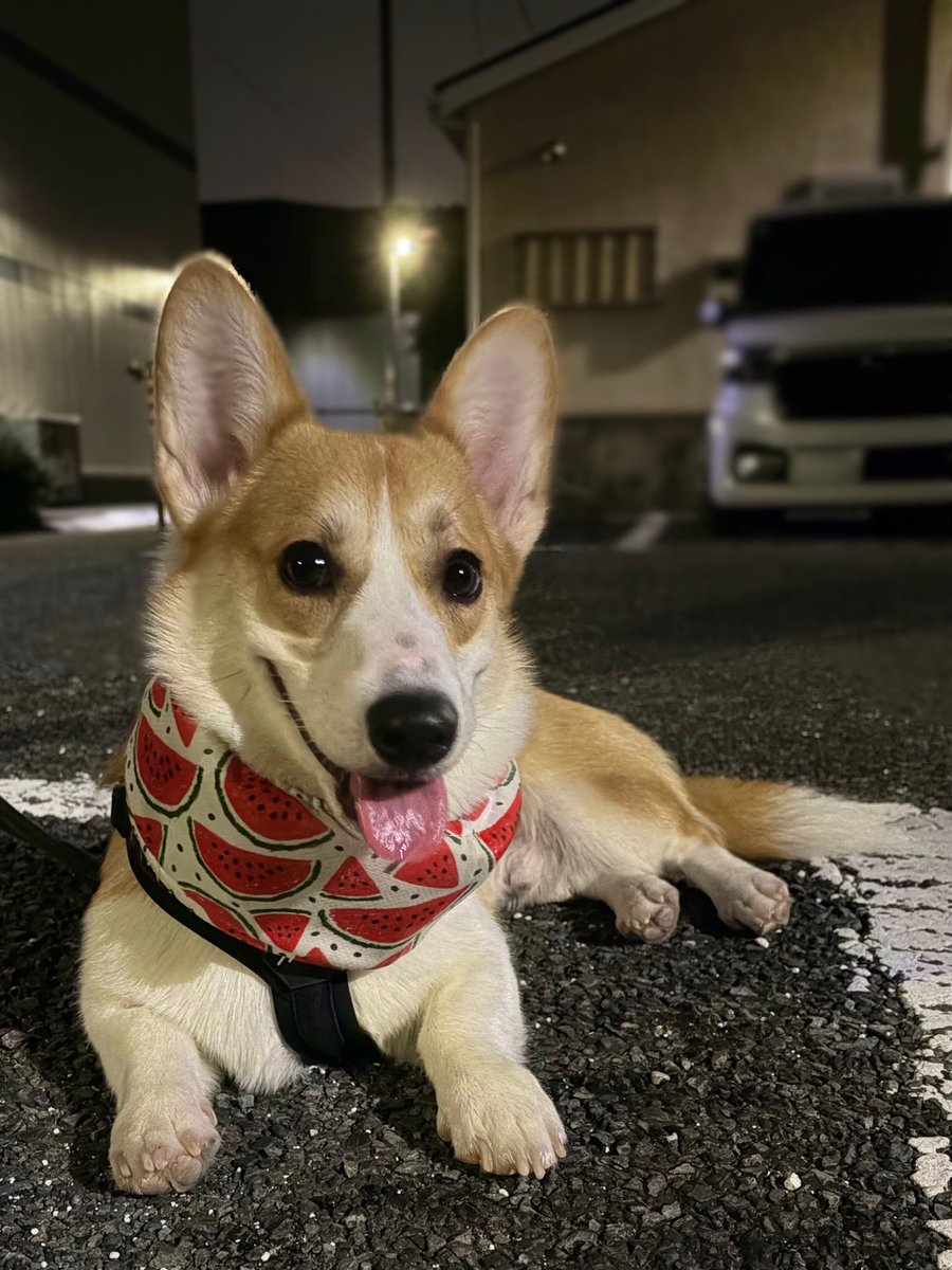 109corgi's tweet photo. 今日は新しいお友達できたんだ♪

#夜んぽ
#撫でてもらえてご機嫌
#友達100人できるかな https://t.co/RH5bGBMggE