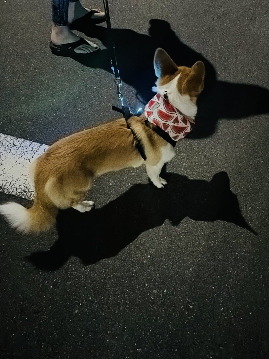 109corgi's tweet photo. 今日は新しいお友達できたんだ♪

#夜んぽ
#撫でてもらえてご機嫌
#友達100人できるかな https://t.co/RH5bGBMggE