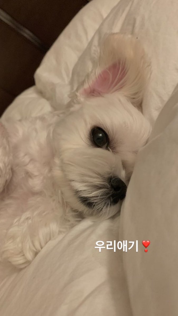 forestjs_'s tweet photo. 달곰청년 시절이 엊그제같은데😭😭 https://t.co/SW7hfvC7eA