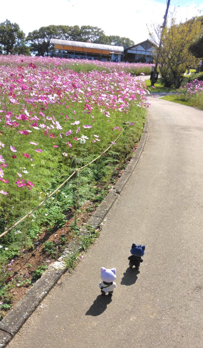senaneko0524's tweet photo. #ちいさきいのちの後ろ姿大好き協会 https://t.co/7yQKZtyAmV