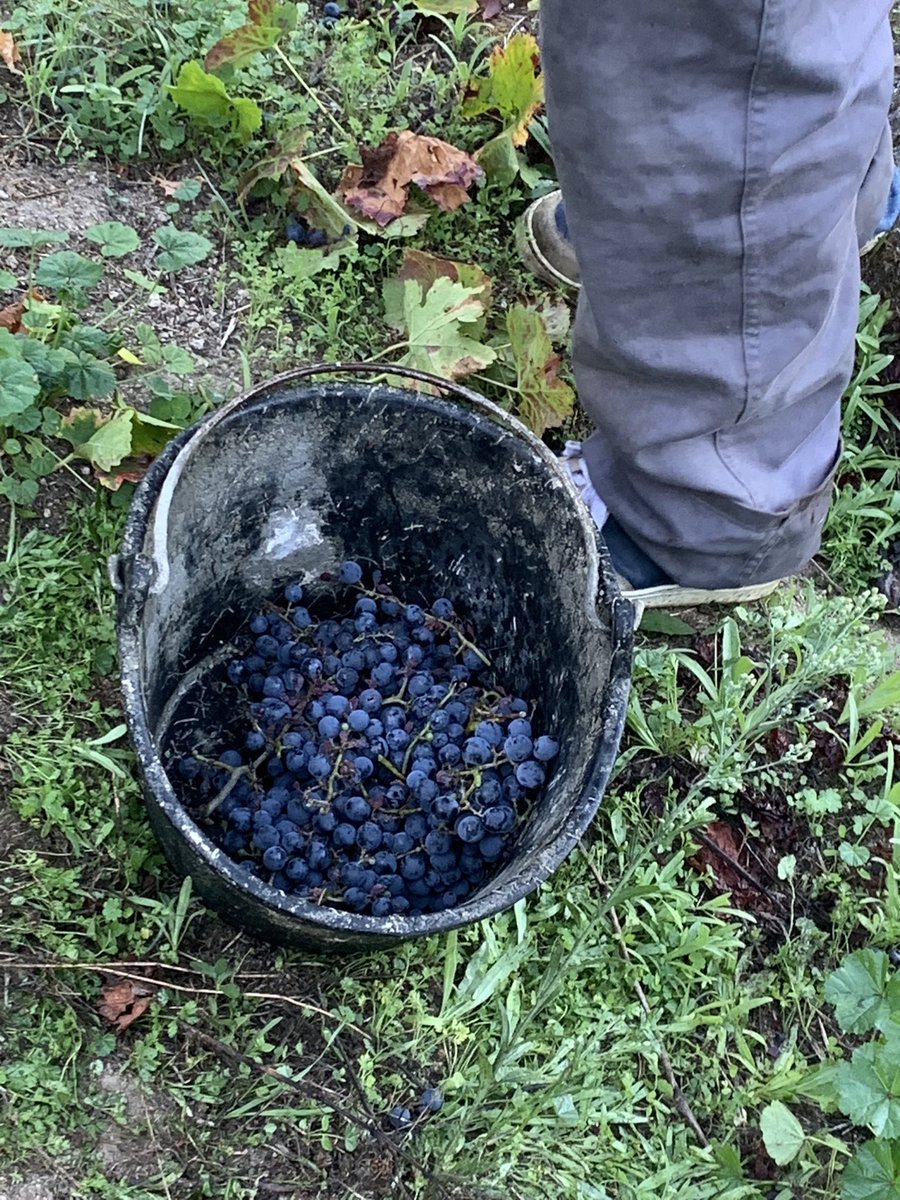 alfonsvo's tweet photo. Avui hem començat la verema al Toural #RibeiraSacra Seguirem uns dies més 😅 https://t.co/QXnXiHi8bQ