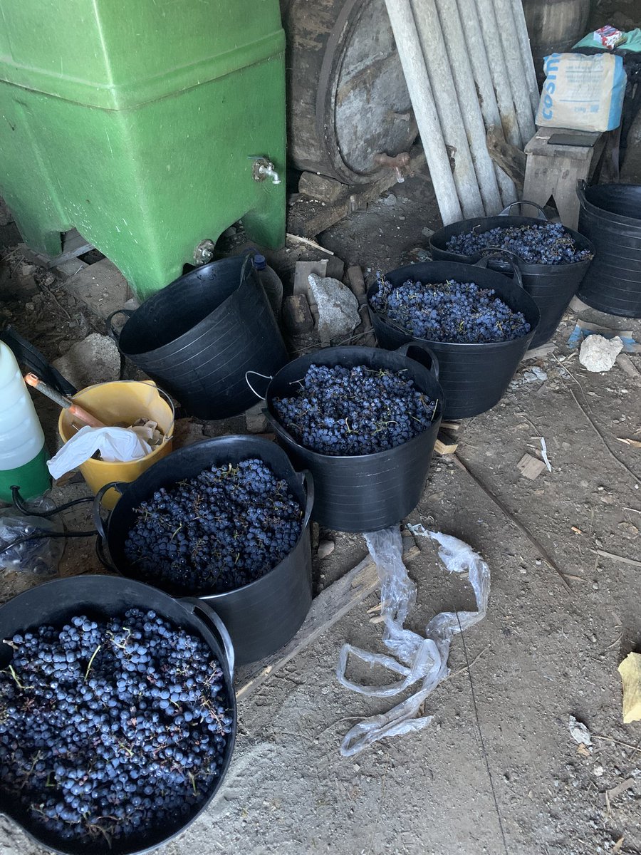 alfonsvo's tweet photo. Avui hem començat la verema al Toural #RibeiraSacra Seguirem uns dies més 😅 https://t.co/QXnXiHi8bQ