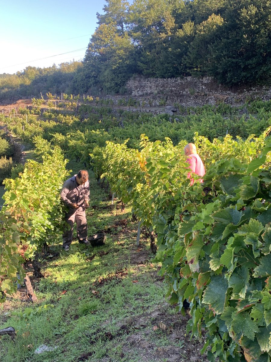 alfonsvo's tweet photo. Avui hem començat la verema al Toural #RibeiraSacra Seguirem uns dies més 😅 https://t.co/QXnXiHi8bQ