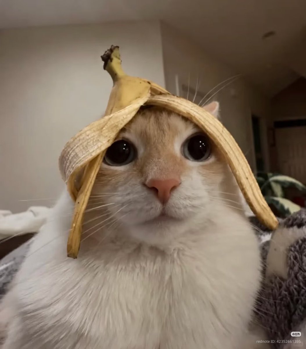 nocontextscats tweet picture
