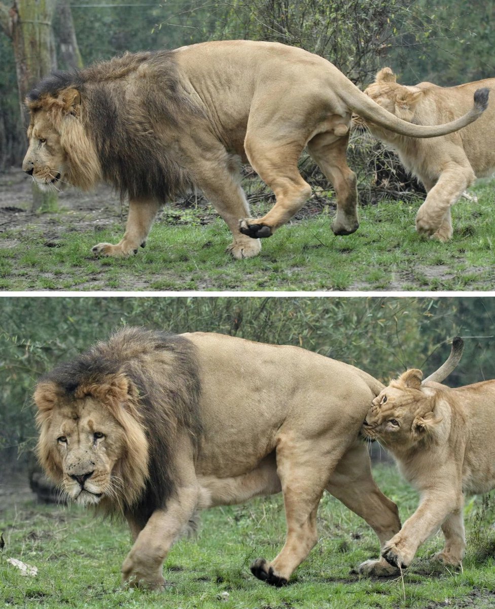 reiko__xx's tweet photo. Finding out lioness have sex like 20-40 times a day when they’re in heat, and if her dude can’t keep up she literally bites his BALLS to make him keep going. LMAO😂 https://t.co/OLcmJtNLKt