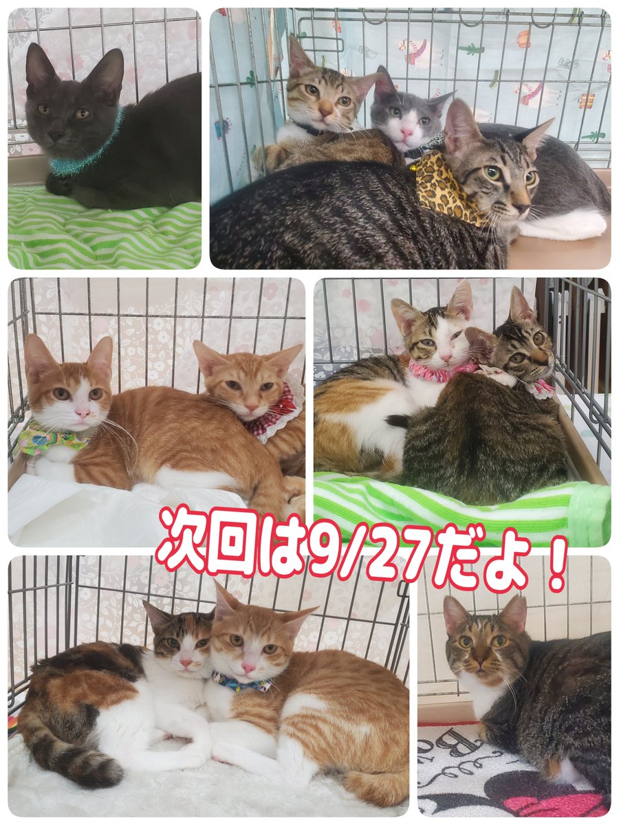 neko3mais's tweet photo. 9/13の譲渡会、9匹の保護猫さんにトライアル決定㊗️
ご来場ありがとうございました！

次回は9/27(日)です https://t.co/k9SvnRUYl5