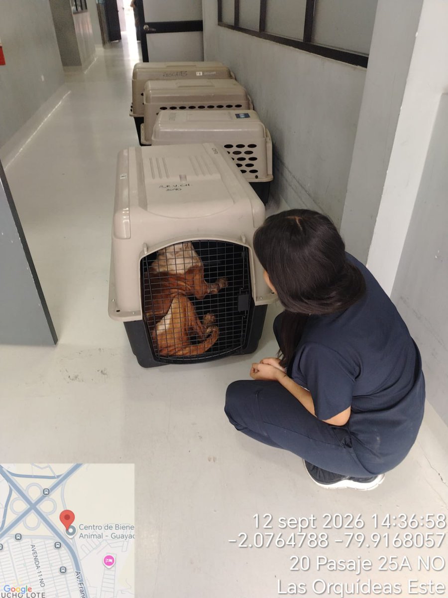 Proanimal_gye's tweet photo. En atención al reporte ingresado a través del 181 por un presunto caso de maltrato animal, nuestro equipo técnico acudió a Sauces 6, donde constató que una canina Boxer se encontraba sin acceso a agua ni alimentación, afectando su bienestar.

Se realizó su retiro y traslado al Centro Veterinario Municipal (CVM), donde recibe atención veterinaria. El caso será remitido a la Comisaría correspondiente para determinar las acciones y sanciones administrativas que correspondan.

@taticoronelf 

#AquilesCumplimos #GuayaquilNoSeDetiene